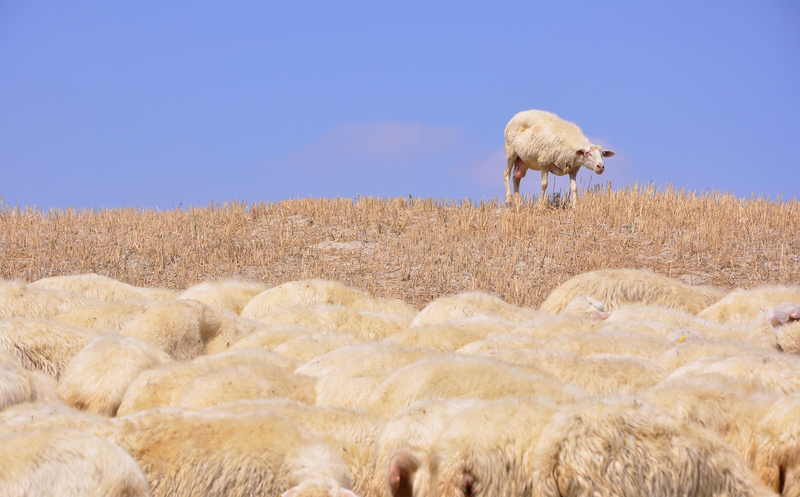 Wandering Sheep away from flock